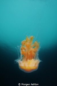 Jellyfish in Carmel, Ca. by Morgan Ashton 